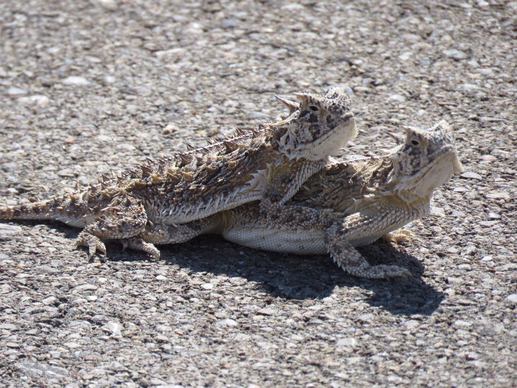 ⁦<a href="/TCU/">TCU</a>⁩ a good day to be a Horned Frog