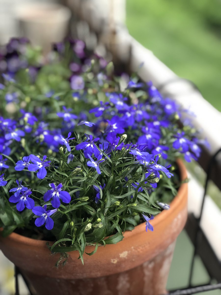 アズーロコンパクト