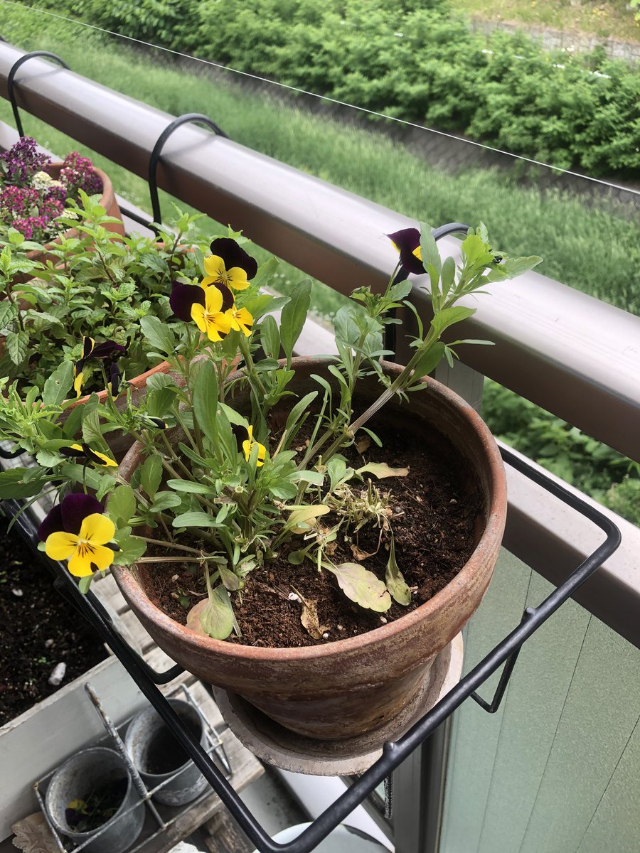 アズーロコンパクト