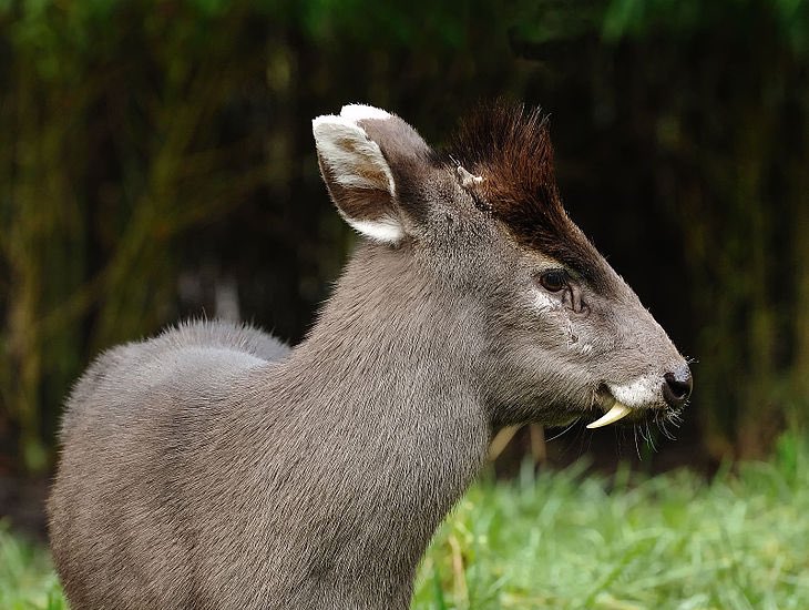 マエガミジカ】前髪と牙のあるイケメンな鹿。牙があるのはオスのみで