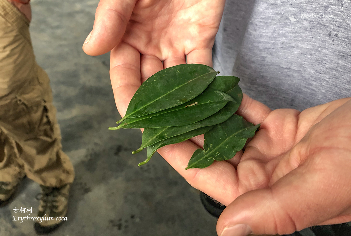 Wenbo77's tweet photo. Erythroxylum coca, a powerful species. #floraofperu #erythroxylaceae #coca #erythroxylum #秘鲁植物 #古柯树 https://t.co/RS7FaDL2oT