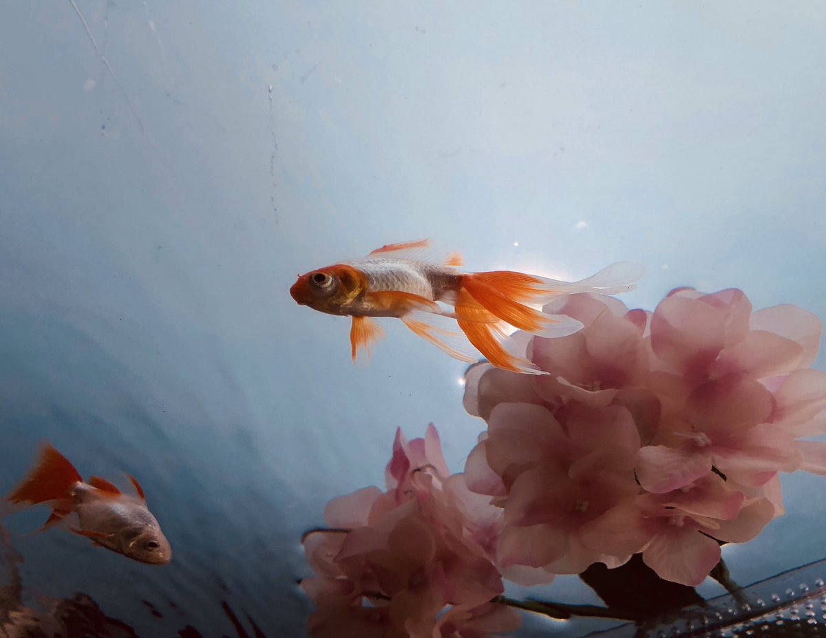 梅雨仕様に♪ 金魚は上から鑑賞するように品種改良されてきましたが