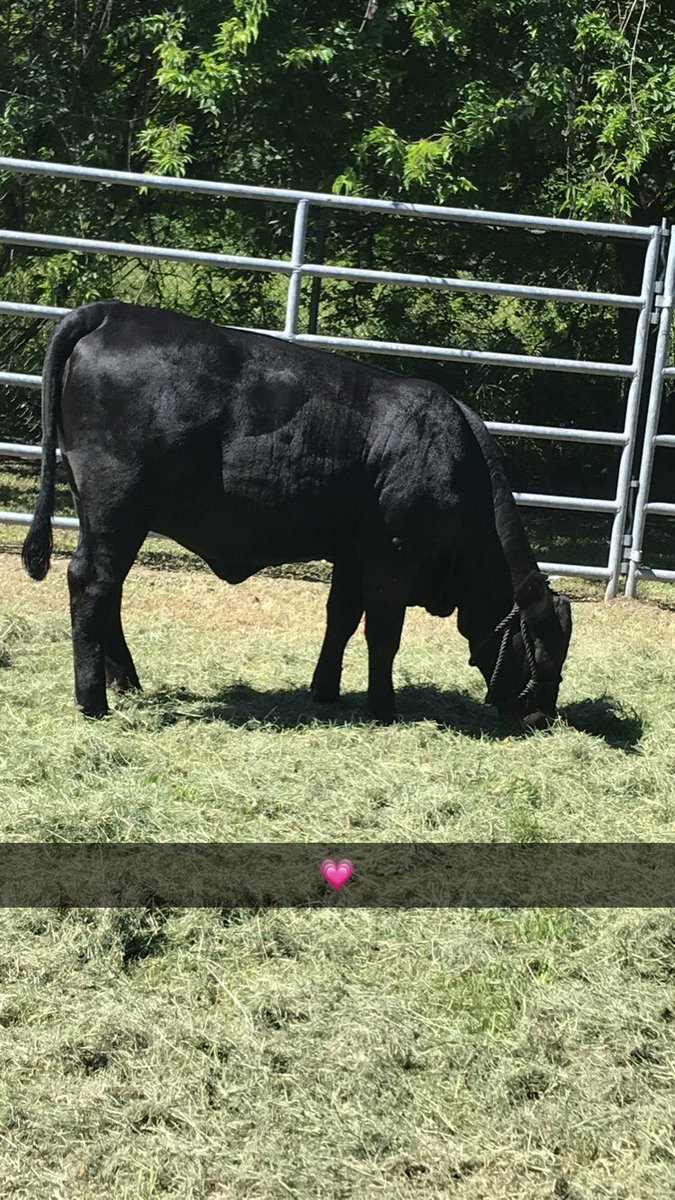 emanuel0rtz's tweet photo. Hard work pays off #calfscramble2020
#houstonlivestockshowandrodeo
#nimitzffa https://t.co/ymv8dMWG7w