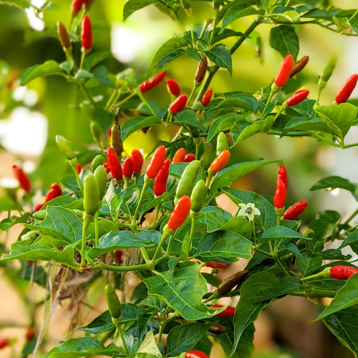 rodrigueztornes's tweet photo. Piri Piri pepper tiny but mighty, propagation coming soon.

El pimiento picante Piri Piri es pequeño pero poderoso, pronto estaremos propagándolos.

#piripiri #birdseyepepper #hotpepper #spicypepper #plants #horticulture #gardening #houseplants https://t.co/jJbwVtDEFt