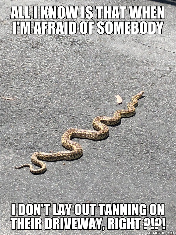 acmd1633's tweet photo. @SebastianComedy @mycorreale @djlouwitzki @JimmyinBoston @PandS_quotes
“How can you possibly know that that snake is more afraid of me than I am of it? And if it’s more afraid of me, wouldn’t it get the f**k off my driveway?”
#EP413 https://t.co/147jGaCkHc