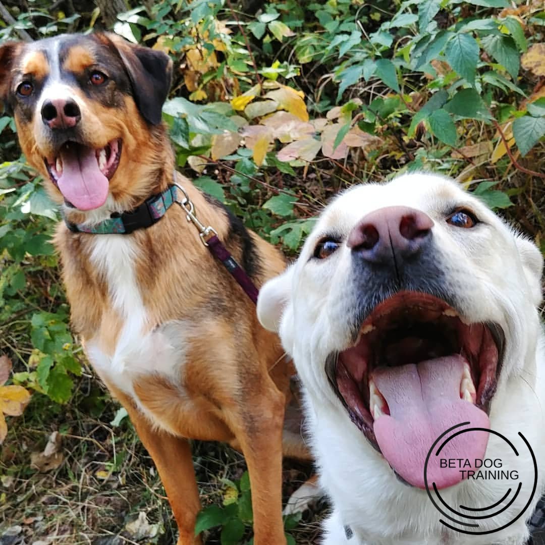 BetaTrainsDogs's tweet photo. Double Trouble !! Just a quick Reminder that our Sign ups for July Day training are now open :)
Make sure to get your name down 💥

#dogtraining #daytraining #woof #yegdogs #fortsask #alberta #albertabusiness #albertadogs #familyowned #boardandtrain #training #tonguesout https://t.co/KFzg8CefcL