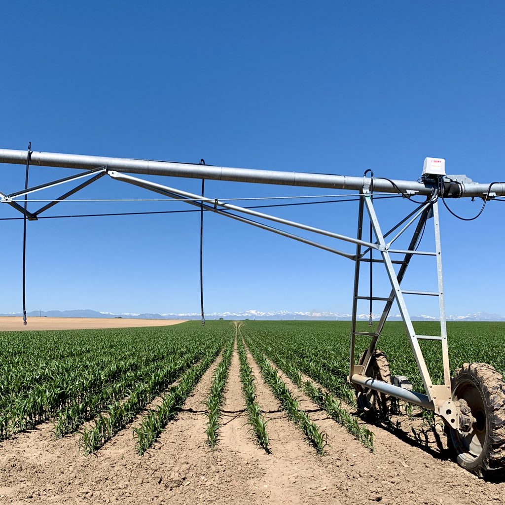 The_JohnnyO's tweet photo. After looking at corn that has been impacted by adverse weather the past few days, it was sure nice to look at some great @PioneerSeeds corn on the #FrontRange of Colorado today with @AgronomyRonny. #P0157 #P9998 https://t.co/jNzVd9bVQM