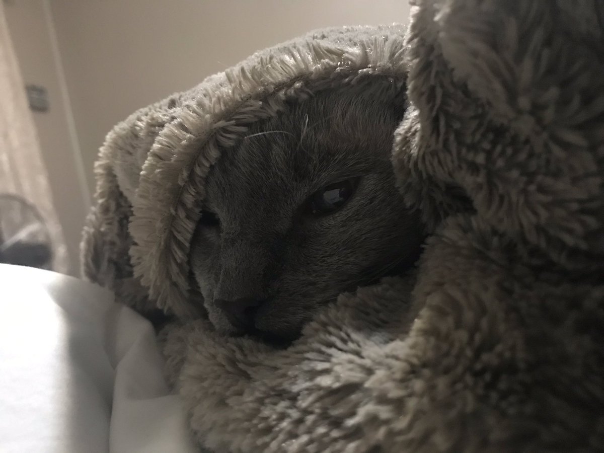 Nayqhumpuff2's tweet photo. βοΈ Winter prep π₯Ά
#cat #cats #khajithaswears #siamesecross #cute #animals #winter #boopmynose https://t.co/1aMwhEzQkP