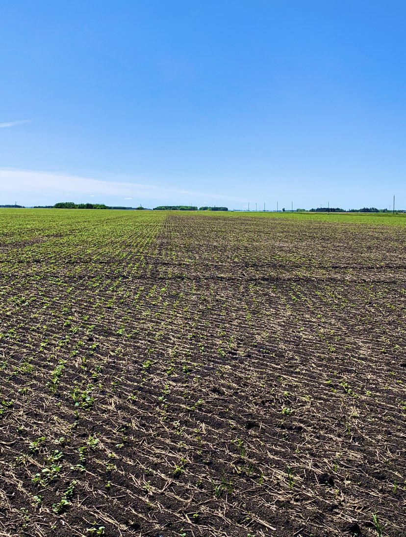 See the square where the #Pounce wasn’t? #scout20 #fleabeetles