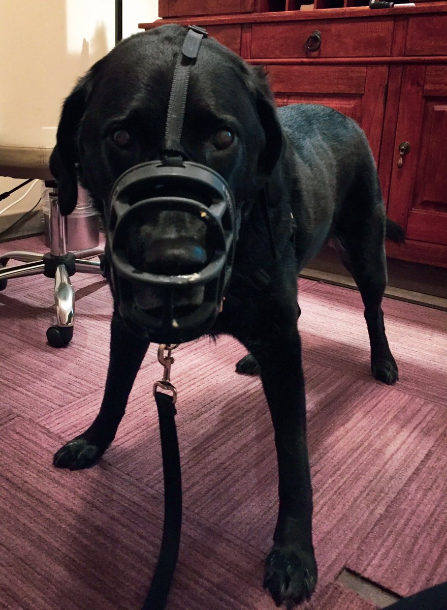 JennyWoodman's tweet image. ...anyone for some fava beans and a nice Chianti? #walkswithgus #triptothevet #stubbornpup