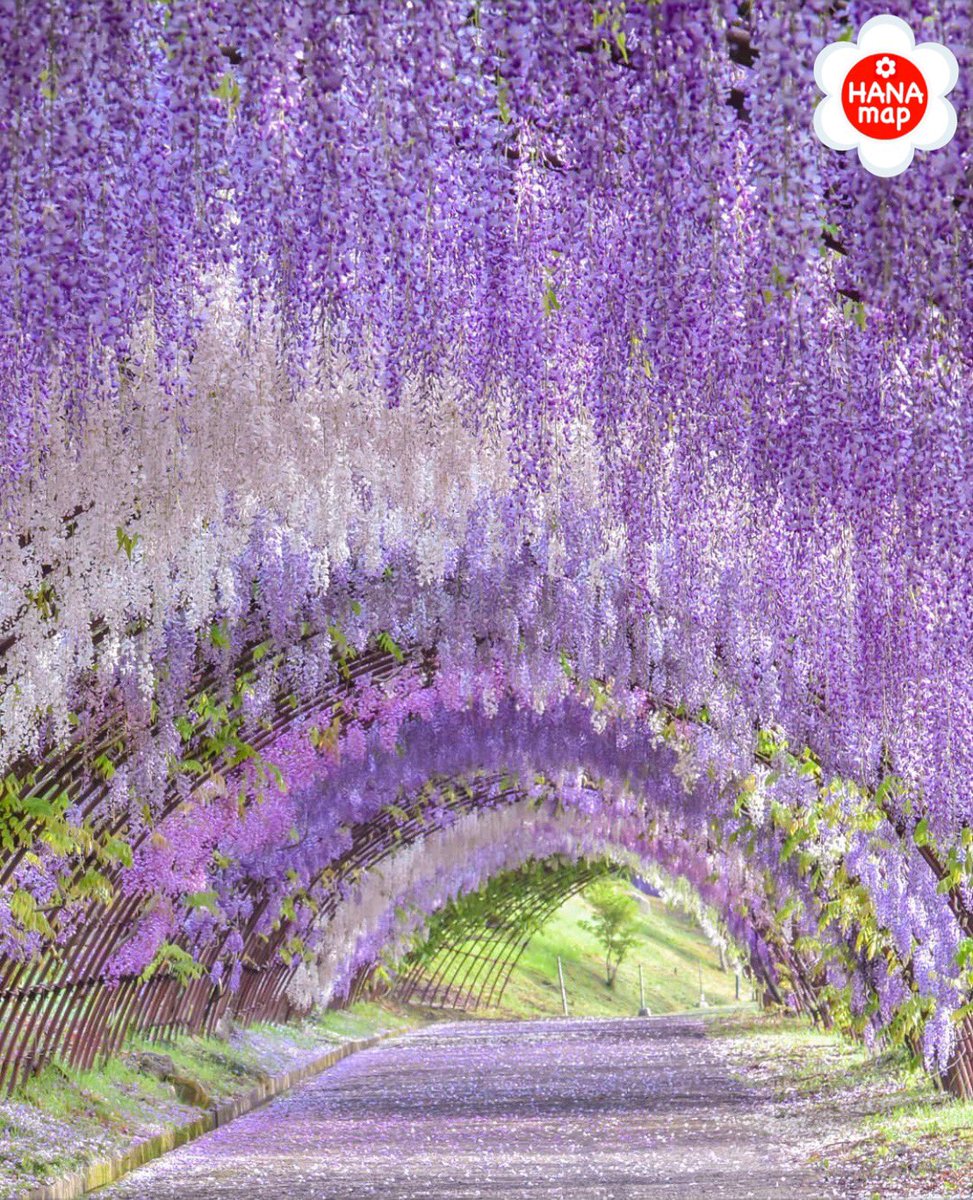 はなまっぷ 日本の美しい花風景 ٹوئٹر پر Kkazu4848 さんの 心に残る花風景に花まるを 人々の心にも花が咲く日本の美しい花風景をありがとうございます 福岡 河内藤園 Kawachi Wisteria Garden Fukuoka Pref フジの花言葉 歓迎 陶酔 T