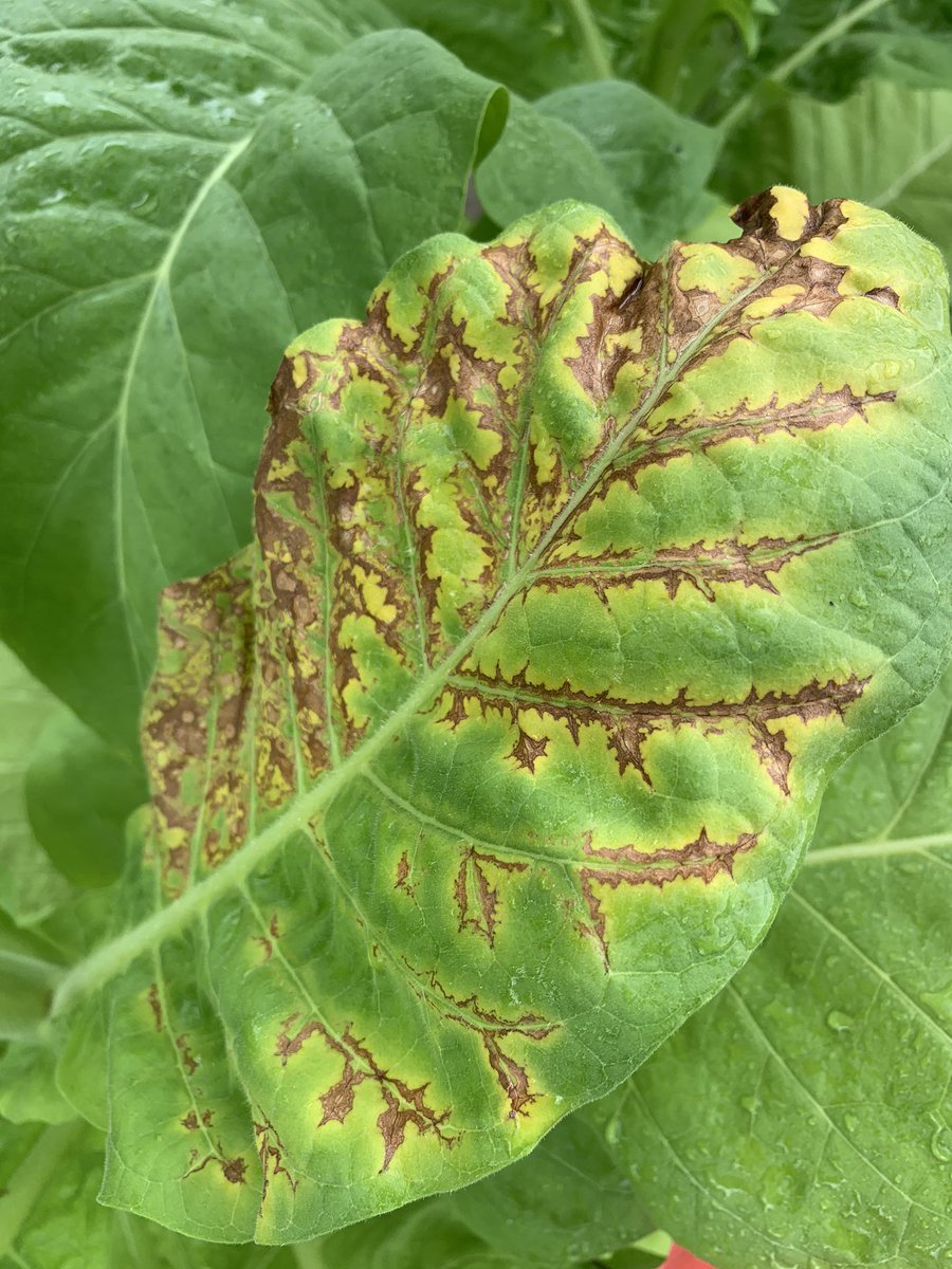 Tomato spotted wilt virus and target spot (Rhizoctonia solani) on tobacco.  Beauty is in the eye of the beholder. UGA Extension