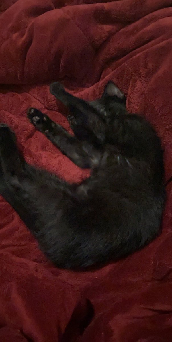 emilylonggg's tweet photo. Aggie twitter!!! I found this sweet lil boy at my work a couple weeks ago, but unfortunately my parents won’t let me keep him. He’s super sweet and loves my dog! I just want to find him a safe and happy home :) https://t.co/lBKYAPGM15