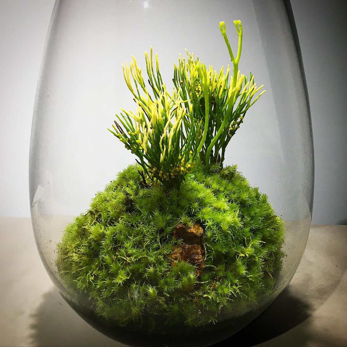 Mosslight Led Led照明付テラリウム マツバラン Psilotum Nudum マツバラン科シダ植物 コケ植物 のテラリウムの中で生育 日本唯一の種 古典園芸植物 天下家植物界 天下一植物界 モスライト Mosslight Led Led照明付テラリウム マツバラン Psilotum Nudum マツバラン科シダ植物 コケ植物 のテラリウムの中で生育 日本唯一の種 古典園芸植物 天下家植物界 天下一植物界 モスライト