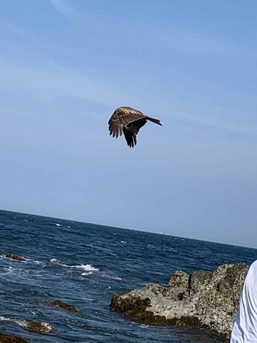 MBFEI_NIPPON's tweet photo. この生物の名前と行方、わかる人いる？
気になってしょうがないんだけど

#ミホPUNK
#鳥 https://t.co/MSPx4EeYK9