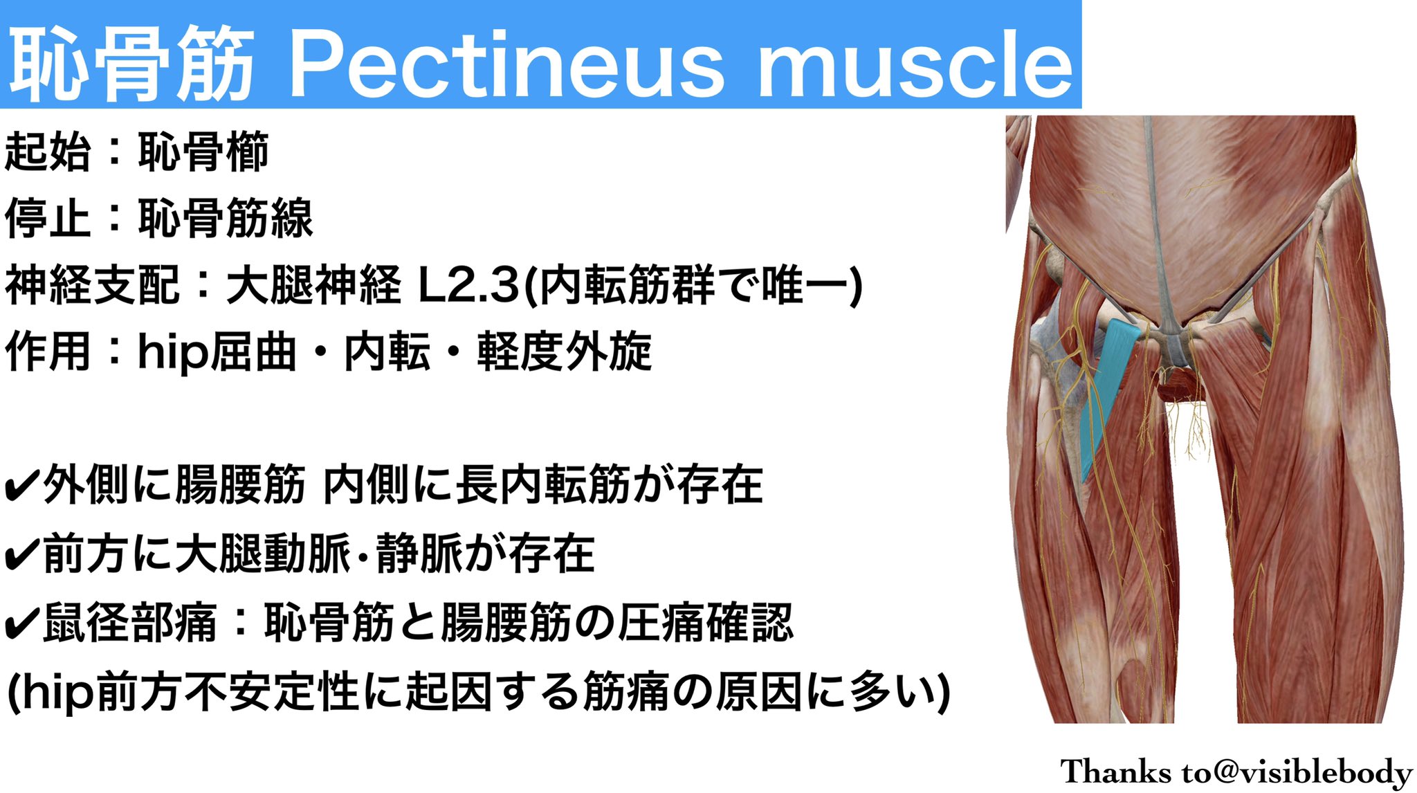Maru Pt 相手も自分も楽しく 一日一筋 恥骨筋 T Co Emu8o7xoyy Twitter Maru Pt 相手も自分も楽しく 一日一筋 恥骨筋 T Co Emu8o7xoyy Twitter