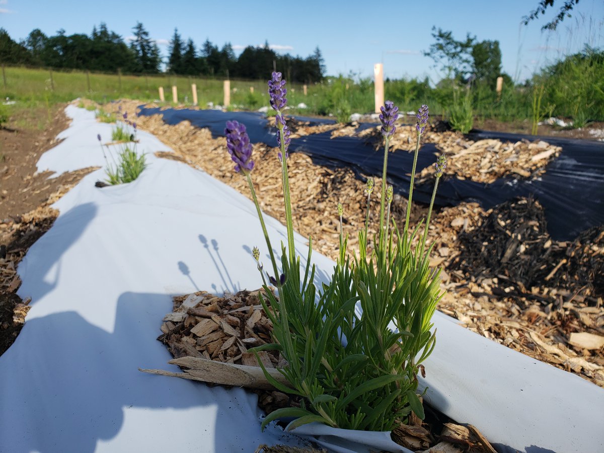AlpineTruffle's tweet photo. Growing lavender in truffle orchard in Washington State (June 2020).
#Truffle trees #truffle growing #perigord truffle #tuber melanosporum
#alpinetruffle LLC https://t.co/99b0vLJCqP