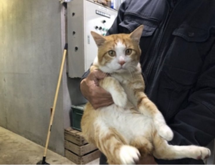 長崎県五島保健所 迷い猫 迷子猫 迷子猫と保護猫情報 迷子猫保護 迷子猫情報 保護猫 保護犬猫 長崎県動物愛護センター 長崎動物愛護センター 動物愛護センター 里親さん募集中 急募 里親急募 里親様急募 里親さん急募 里親様急募中 長崎県五島保健所 迷い猫 迷子猫 迷子猫と保護猫情報 迷子猫保護 迷子猫情報 保護猫 保護犬猫 長崎県動物愛護センター 長崎動物愛護センター 動物愛護センター 里親さん募集中 急募 里親急募 里親様急募 里親さん急募 里親様急募中