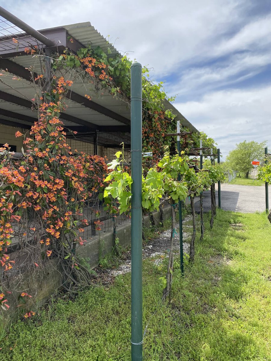 _TravelTop2's tweet photo. Download our #travelguide for the quaint little #town of Clifton, Texas, for a wonderful pit stop or from #WacoTexas! Find it right here on https://t.co/Jm2ULnVjs0 https://t.co/Am2BjR2d4l