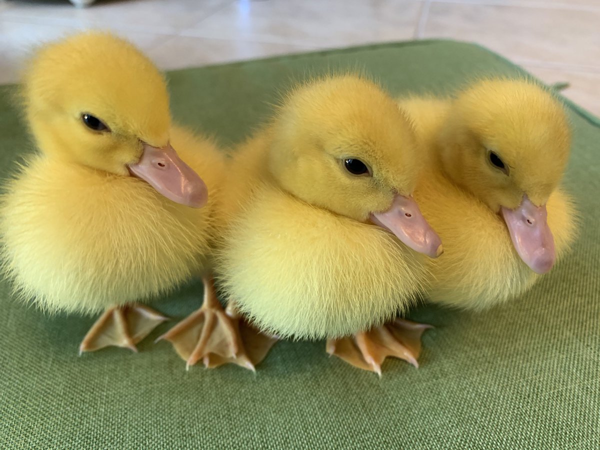 Picked up Daisy Lin, RobStewart a.k.a. Rob and Jerry today! Can you guess which child match which ducklings’ name?? #fosteringducklings #summertime #schoolsout