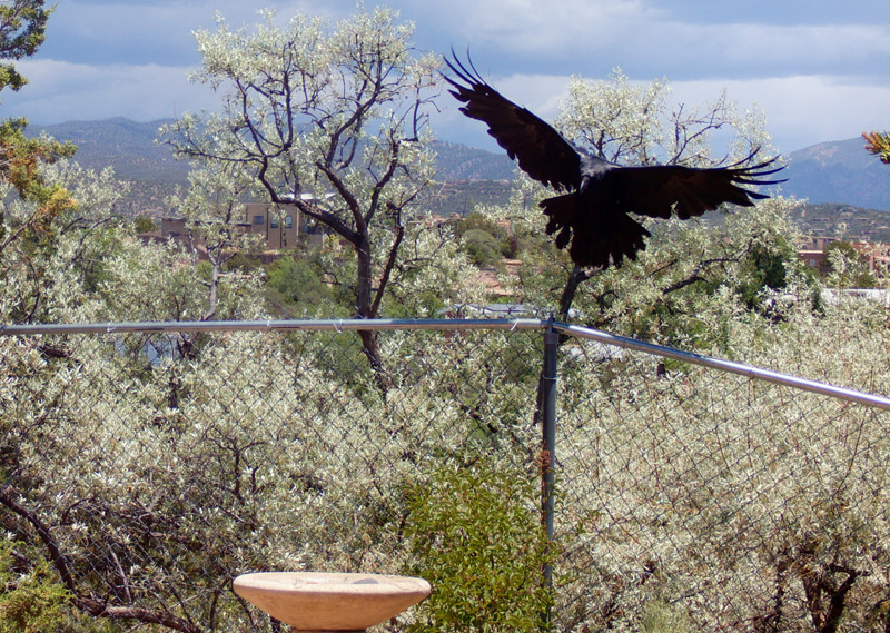 First returns from my new nature cam are in! Here is the culprit who has been besmirching the birdbath