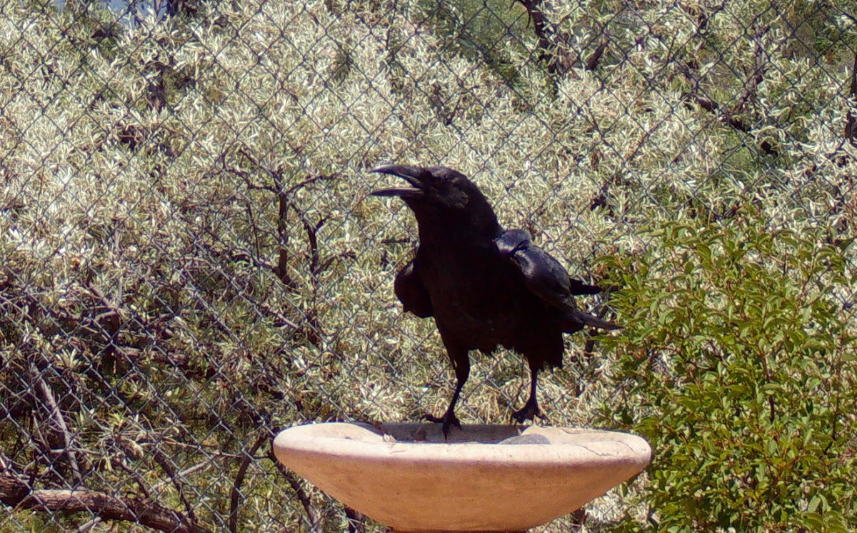 First returns from my new nature cam are in! Here is the culprit who has been besmirching the birdbath