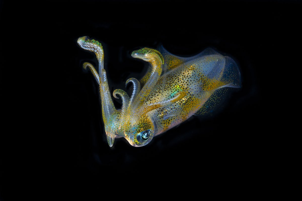 ExplorersClub's tweet photo. Take a tour of our #WorldOceansWeek2020 Virtual Gallery!
Experience the Art of the Oceans during #WorldOceansWeek on @artsteps. This is an immersive collection of TEC Members’ ocean art.
Explore the gallery here: https://t.co/HrY0DVrLPp https://t.co/FZOv6ifaTY