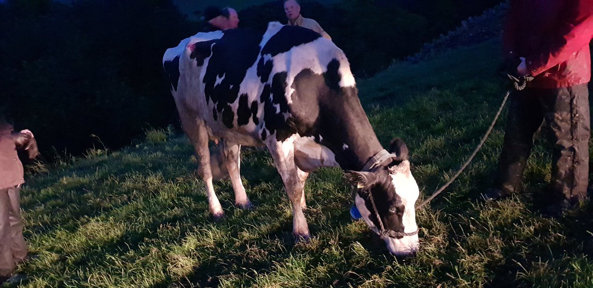 In what was a very moooving incident, we managed to free 'Dalias Dawn' the 🐄 who had become trapped in a ravine nr #Bradley. 

Fortunately after a few hours &amp; what must have felt like a few 🍷🍷(sedation), she was happily munching away on some grass without a care in the world