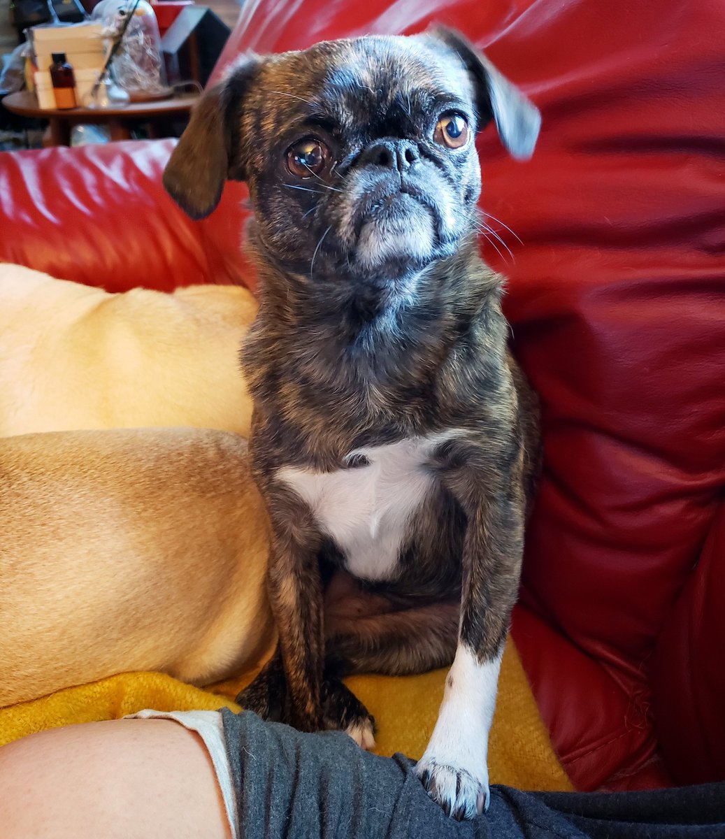 funaek's tweet photo. I am Monkey's human. No one else is her human. Only I. #monkadoodledoo #pullupyoursockmonkey https://t.co/gzmqpIyRPn