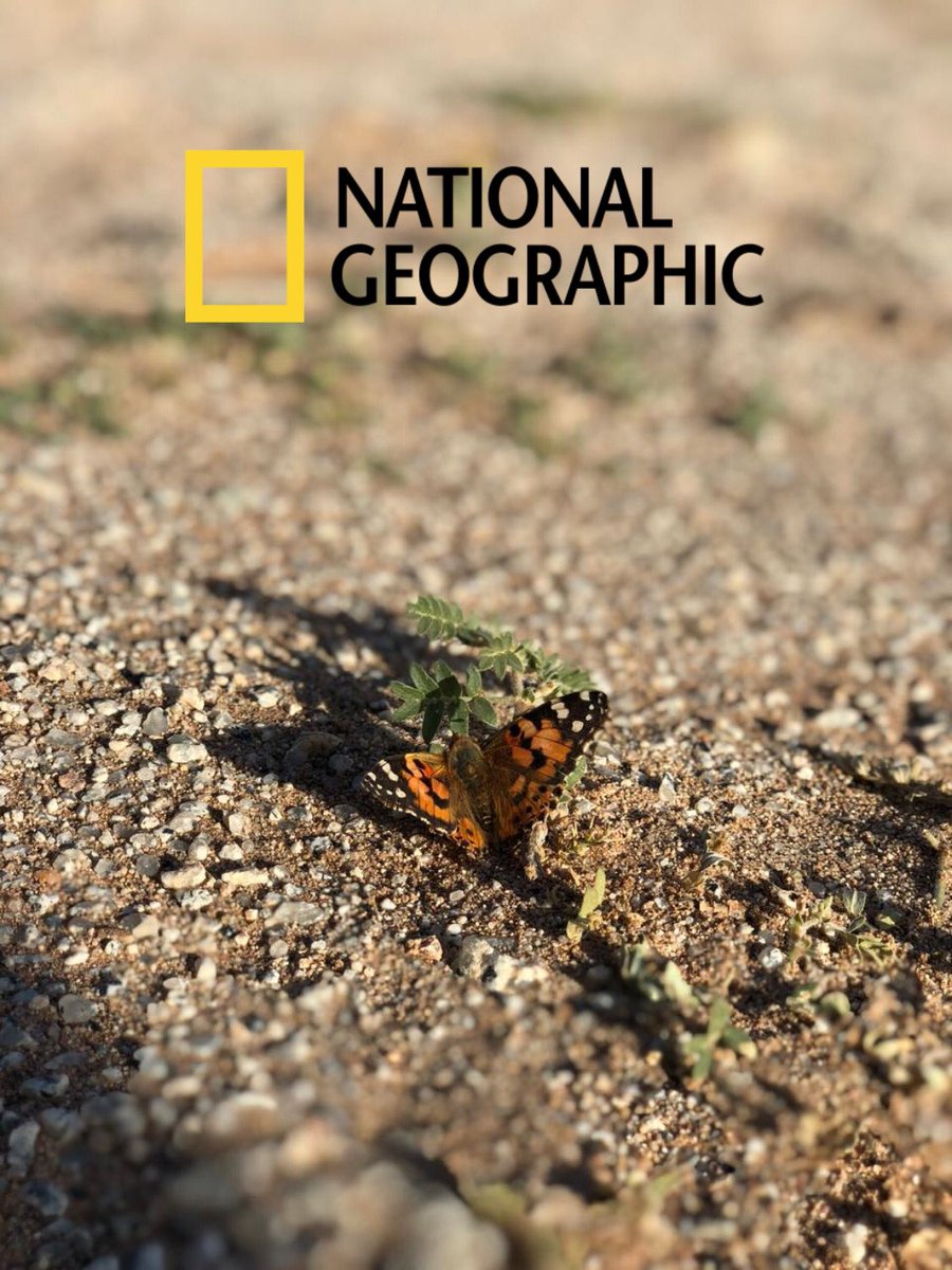media_3f's tweet photo. The best💛💛#NationalGeographicChallenge https://t.co/XbYJbCTjlO