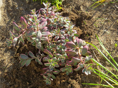 sharkbytes's tweet image. A new rock garden plant #rockgarden #succulents myqualityday.blogspot.com/2020/06/the-ta…