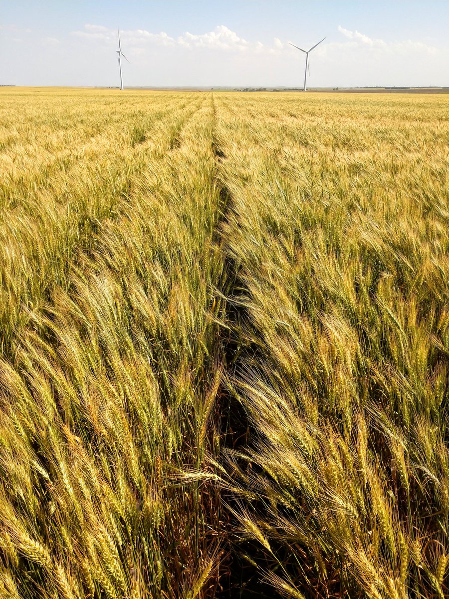 Twin row planted #wheat near Hays, KS is looking great as harvest approaches <a href="/GreatPlains_Ag/">Great Plains Ag</a>