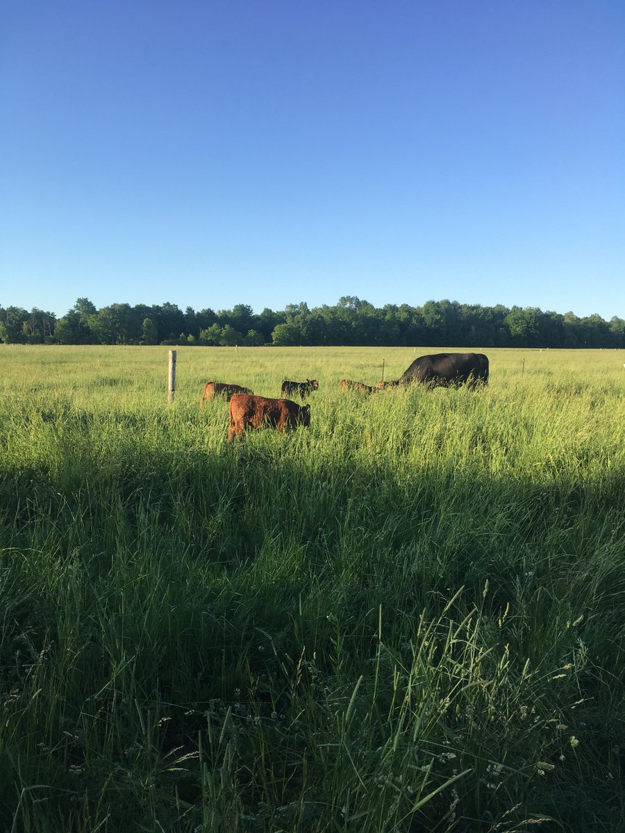 Fresh grass for the night, more in the morning.