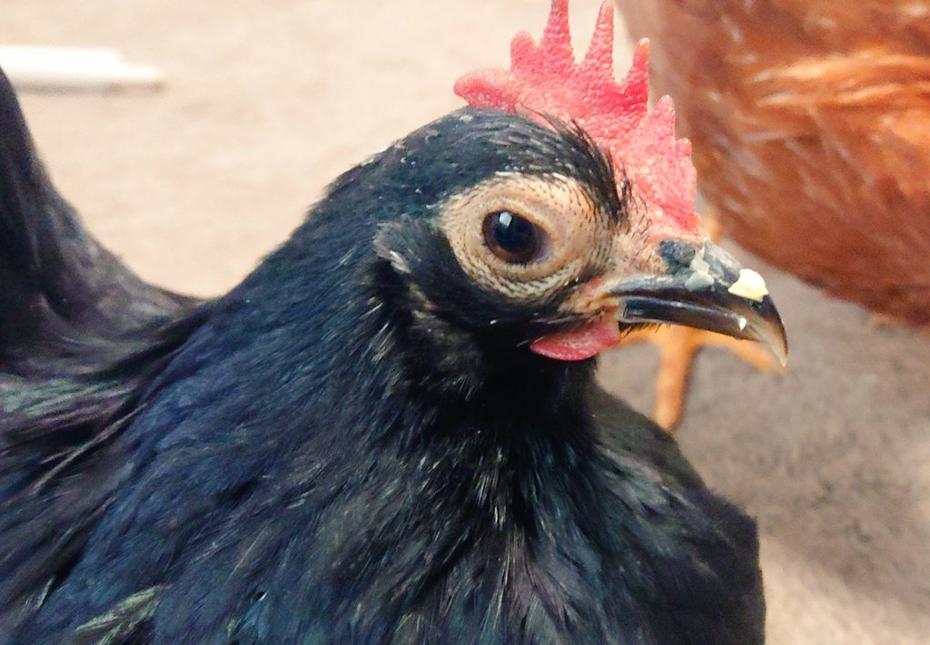 え いお茶 黒チャボうめちゃん最近とさかが潤っていて色も鮮やかになり食欲と体重増加しているので近々卵を産みそうな予感 前回の産卵は約1年前 T Co 6s2ucmomlx Twitter