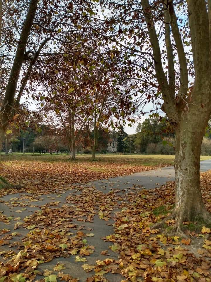Alan_Satarain's tweet photo. Contemplen, la belleza del otoño 🍂+ el esplendor imponente de la #EscuelaAgraria de Marcos Paz, un enamoramiento instantáneo. https://t.co/cf19D9V3Xu