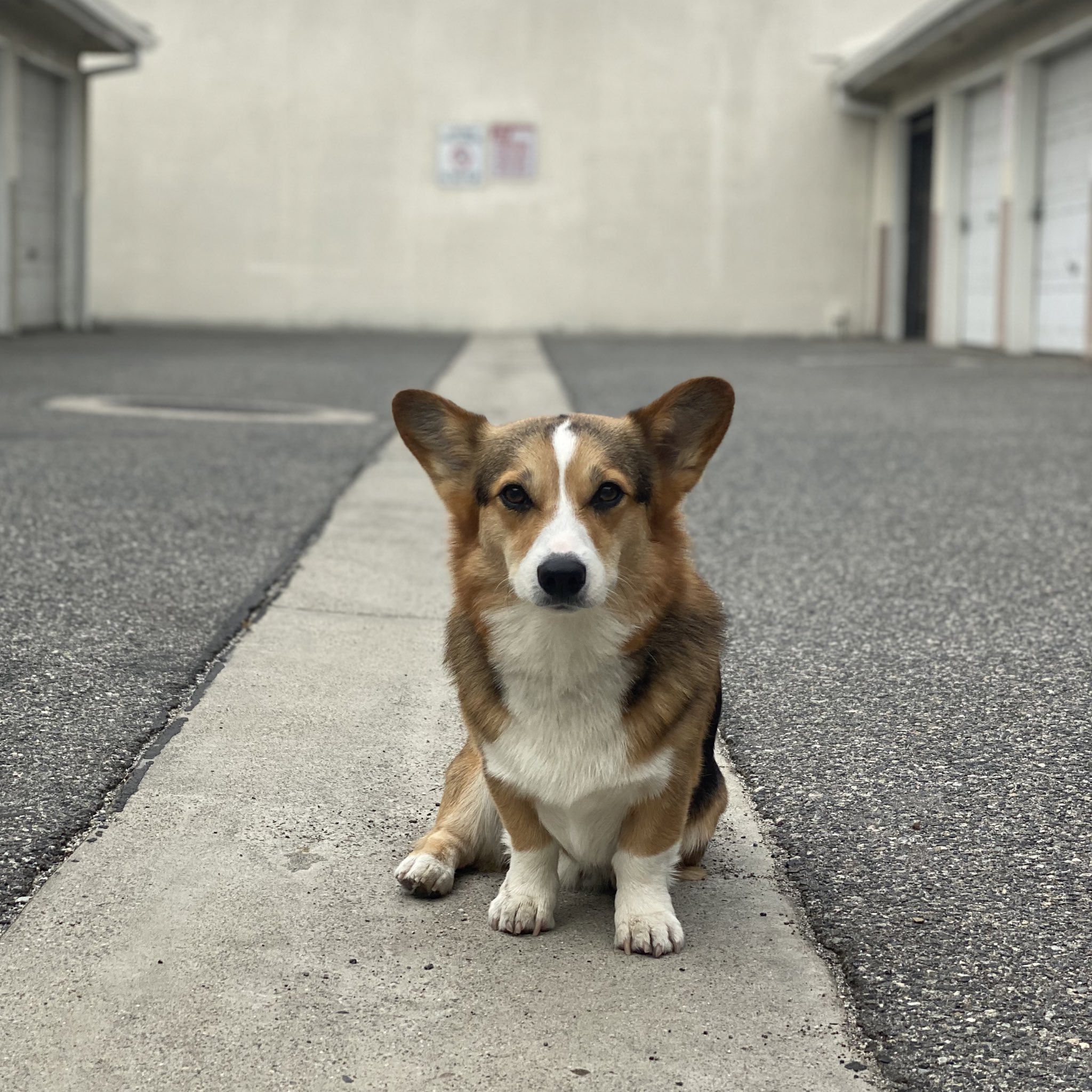 ᴘᴀᴠʟᴏᴠ ᴛʜᴇ ᴄᴏʀɢɪ on Twitter: "Pavlov says “I see how it is 😒”…