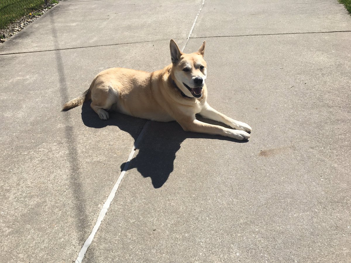 Bowwowbake's tweet photo. @freep Nala https://t.co/ovAnJNjwBp