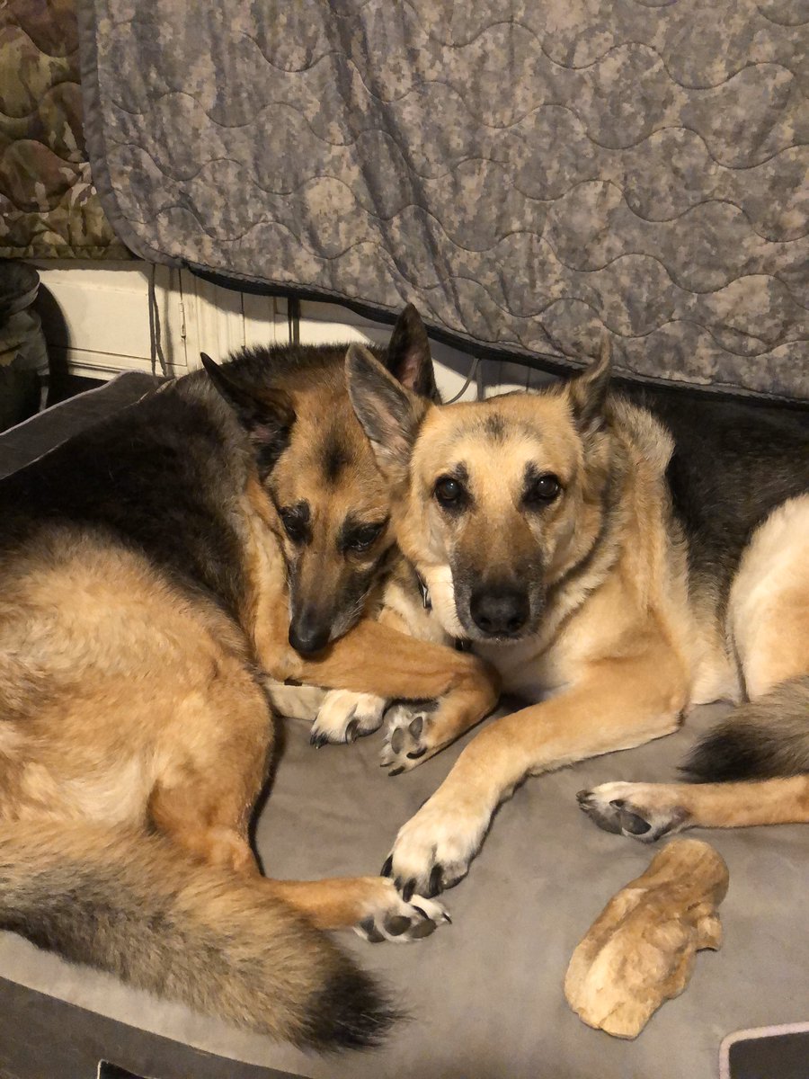K9Angel343's tweet photo. https://t.co/jyLtEXxubx