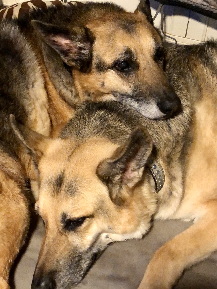 K9Angel343's tweet photo. https://t.co/jyLtEXxubx