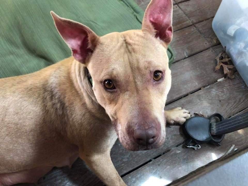 EMluvsPibbles's tweet photo. 🤗TGIF from Honeybee🐝 Raise your paws if you're ready for the workweek to be over!🐾🐾
🌟Honeybee is one of our dogs available for adoption.
To read more about her, go to https://t.co/m5qU7VZ6W4🌟
@themeritpitbull
🇺🇸North Carolina!🇺🇸 https://t.co/qHZ3tASsqY