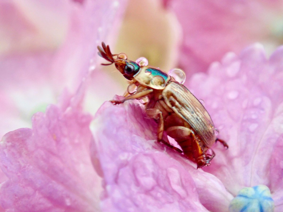 Okayu 可愛いですね セマダラコガネです Rt リアル虫だよテントウムシ紫陽花の上で雨に濡れて踊ってた ちっちゃいハナムグリ コガネムシ カナブン T Co 2tggkbi9et