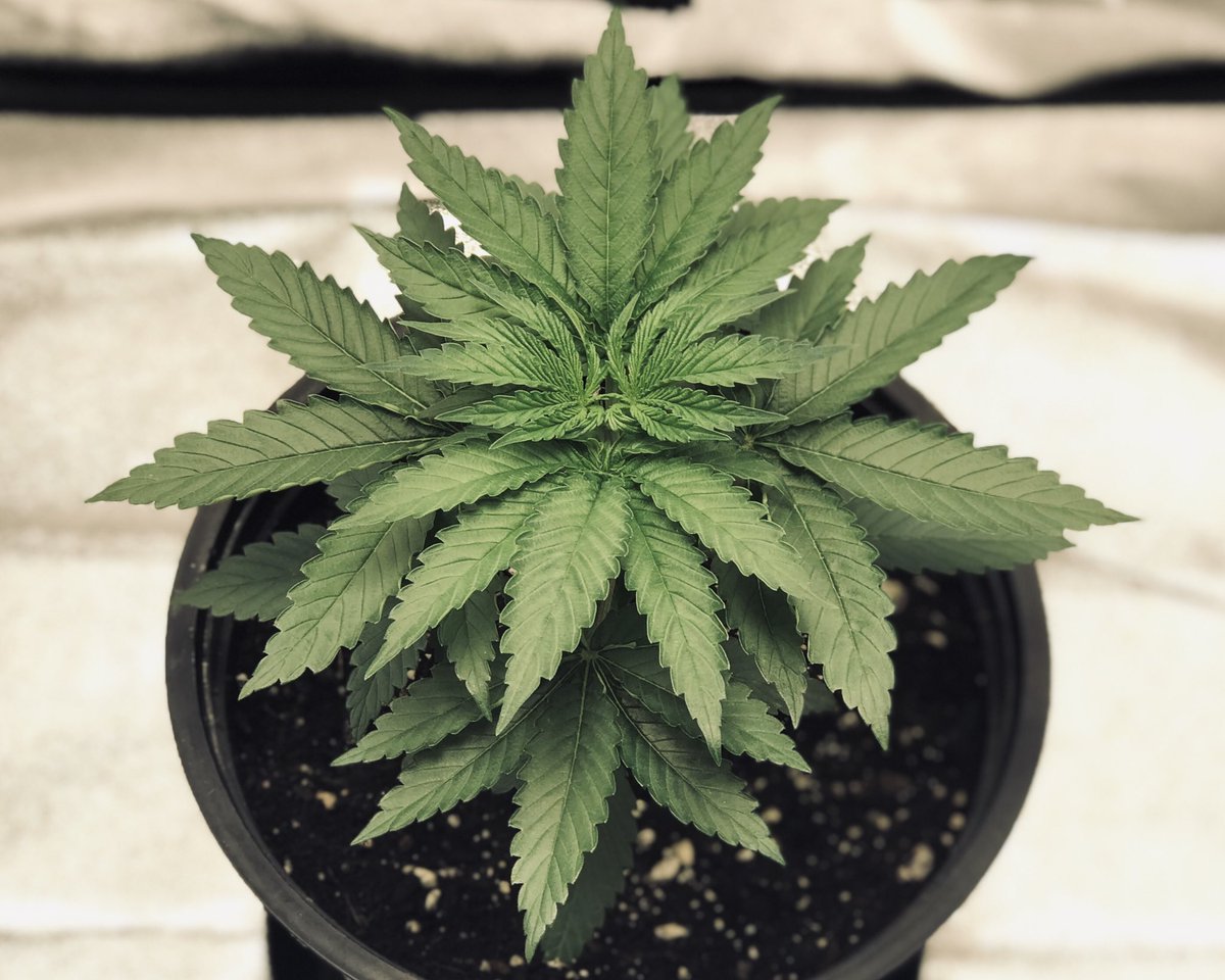 bloccworc's tweet photo. #HawaiianRuntz  #cannabisculture #growyourown https://t.co/MyyZFcYvOe