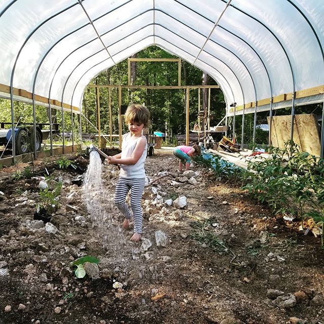 Garden helpers.  We put our high tunnel up in an area with pretty dead soil, and have been working to bring it back to life with spent mushroom substrate.  We're pretty pleased with how the tomatoes, kale and cabbage are coming in.  The kids like to help us break up the substrate
