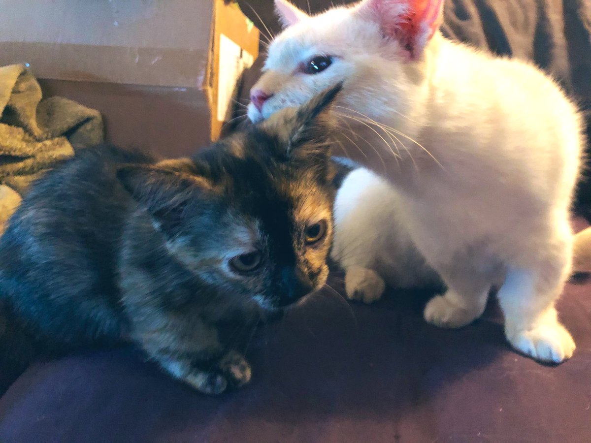 jungle_os's tweet photo. Crystal- “You have to wash behind your ears!”.... Oliver- “ugh, Mom- this is so embarrassing!”... #cats #CatConversations #CatsOfTwitter https://t.co/XJkrEgkiqJ