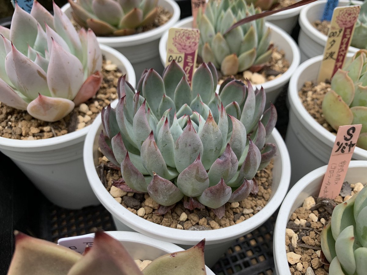 Yuki おらいさんの苗が欲しいなぁ 近くでイベント無いのが悲しい 関東ではいつでも買えるのかな