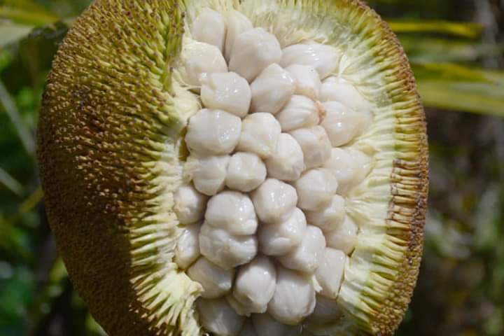 Excel_Dee's tweet photo. ~ Terap ~

#Terap adalah sejenis pohon buah dari marga pohon nangka (Artocarpus), buahnya serupa nangka yang kecil, dengan bau wangi yang kuat

Memiliki nama ilmiah #Artocarpus_odoratissimus
Berasal dari Famili #Moraceae dan Genus #Artocarpus

Pohon terap tingginya mencapai 25m, https://t.co/9oOUTDDg8m