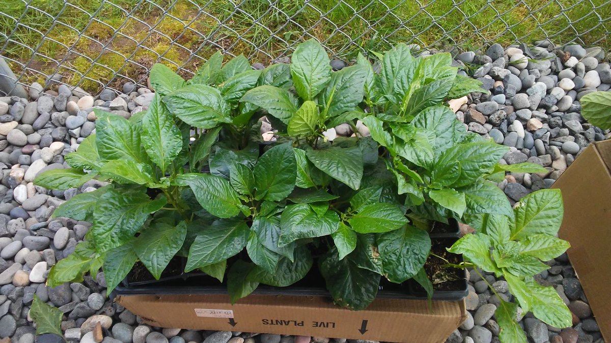 WeGrowPeppers's tweet photo. Carolina Reaper pepper plants grown this year. https://t.co/xGOym8p97F