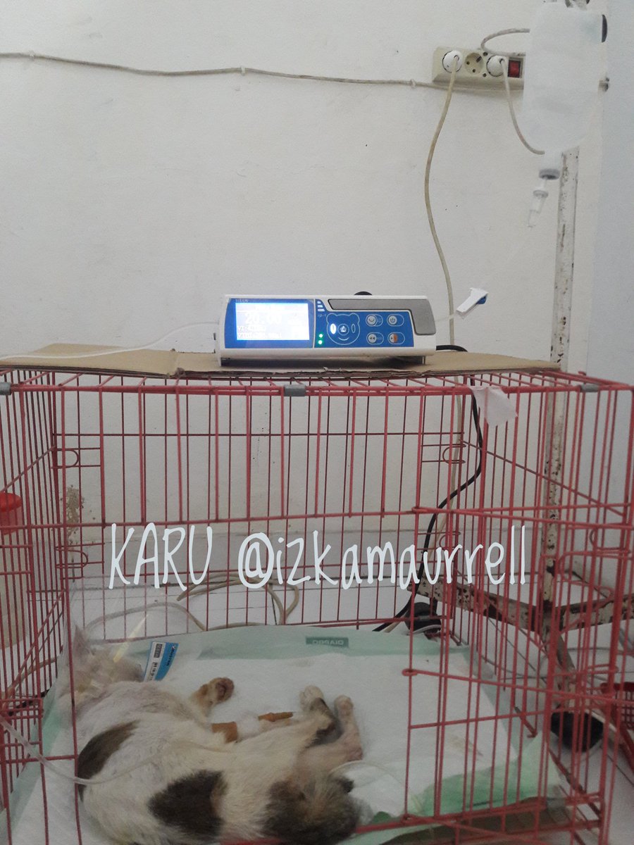 TWITTER PLEASE DO YOURE MAGIC !

Alhamdulillah ats support tmn2,Karu sdh bsa melaksanakan tindakan operasi Parineal Urethrotomy satu2nya jln agr Karu bisa pipis lg&amp;biaya utk operasi serta rawat inap yg dibutuhkan Karu tdklah sedikit
Ini foto kondisi Karu sblm operasi&amp;sdh operasi