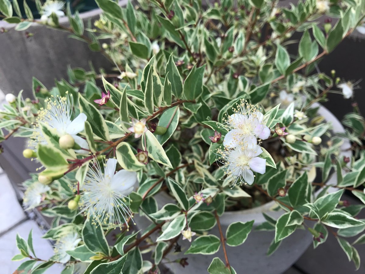 Papa Niwa در توییتر 我が家の斑入りギンバイカ マートル が満開になってきました 花が少なくなるこの時期に嬉しいです ガーデニング 園芸 ギンバイカ マートル ハーブ 斑入り Papa Niwa در توییتر 我が家の斑入りギンバイカ マートル が満開になってきました 花が少なくなるこの時期に嬉しいです ガーデニング 園芸 ギンバイカ マートル ハーブ 斑入り