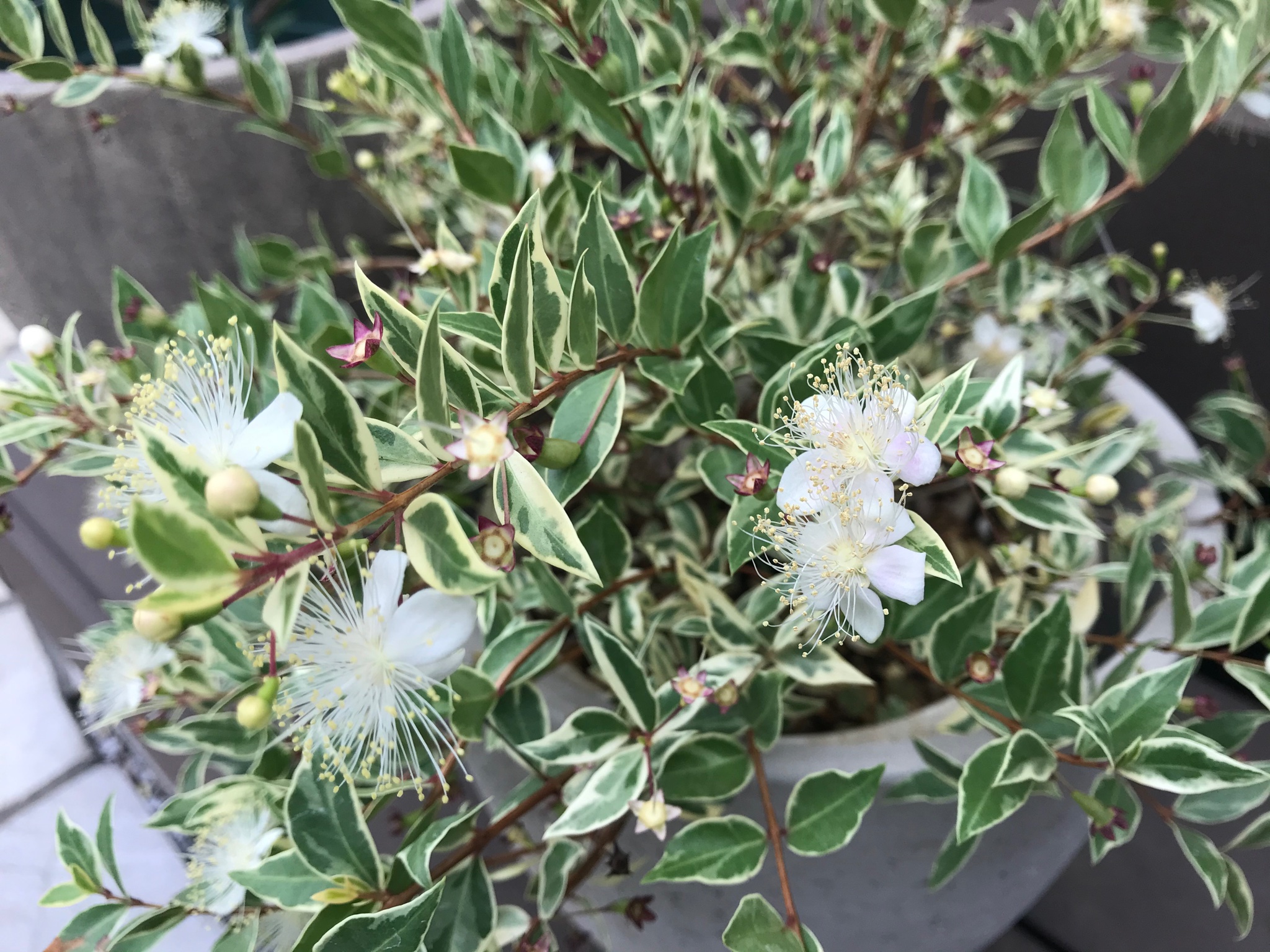 Papa Niwa 我が家の斑入りギンバイカ マートル が満開になってきました 花が少なくなるこの時期に嬉しいです ガーデニング 園芸 ギンバイカ マートル ハーブ 斑入り T Co Xqtzd8nqv5 Twitter